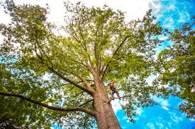 How Our Tree Care Process Works  in  Hampstead, NC